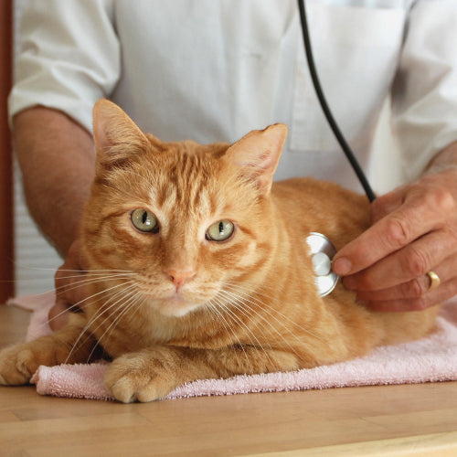 Celebrate World Spay Day With the Kitties You Love